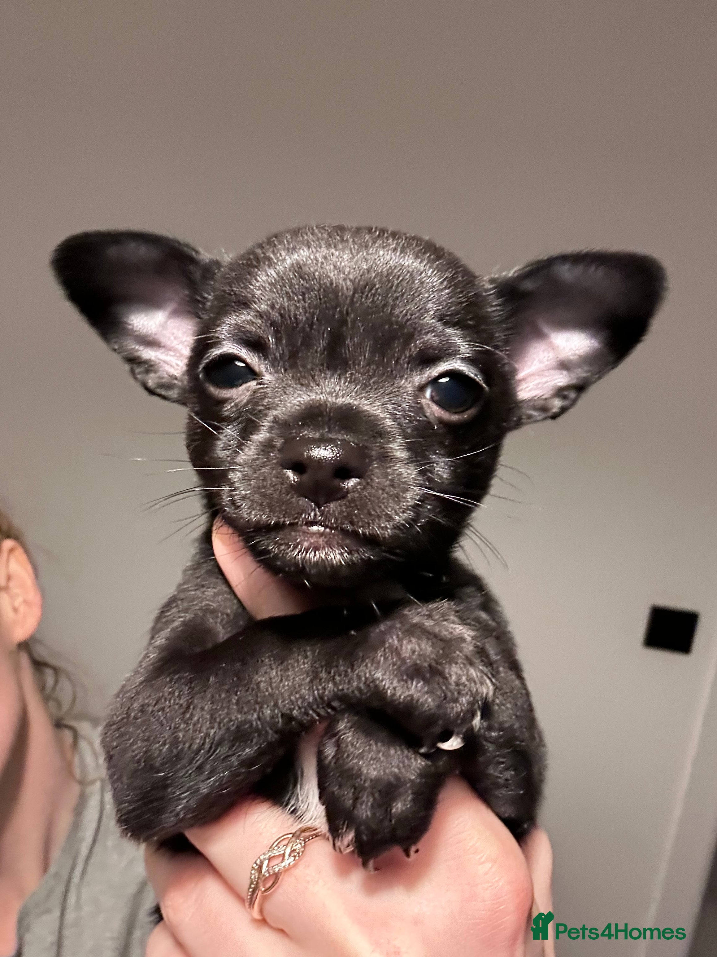 Chihuahua dogs Black chihuahua puppy almost ready - Advert 3