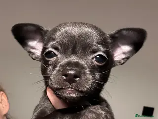 Chihuahua dogs Black chihuahua puppy almost ready - Advert 2