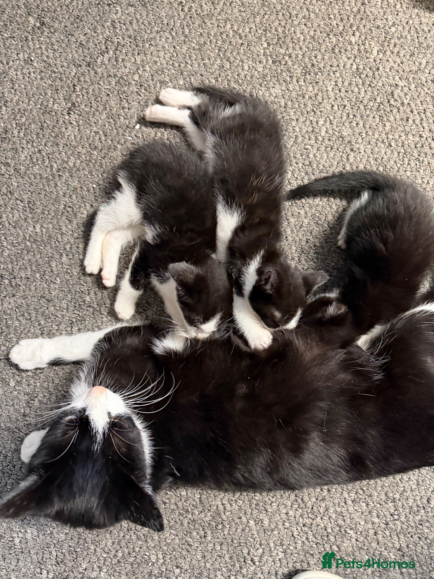 Mixed Breed cats black and white kittens  - Advert 6