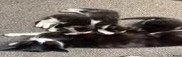 Mixed Breed cats for sale: black and white kittens  - Advert 1