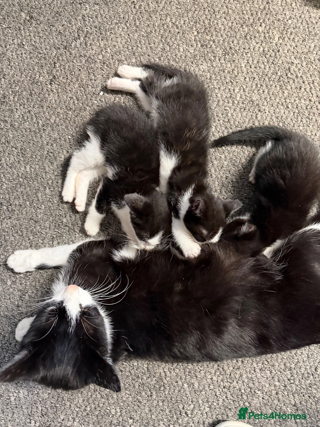 Mixed Breed cats for sale: black and white kittens  - Advert 1