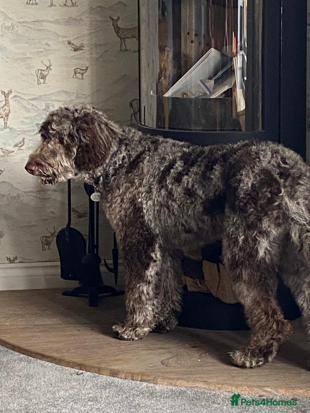 Goldendoodle dogs for stud: Dog for Stud - Advert 4