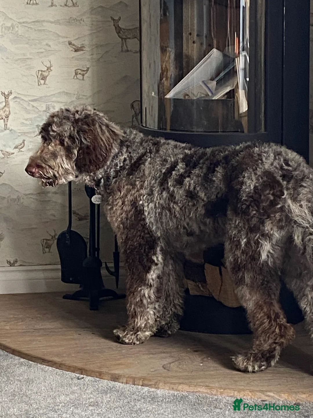 Goldendoodle dogs for stud: Dog for Stud - Advert 4