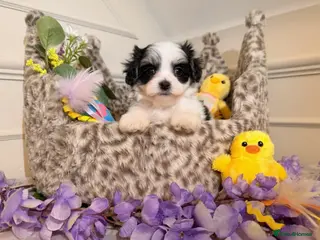 Maltipoo dogs 🌟 Exclusive DNA tested Teacup Maltipoos - Advert 2