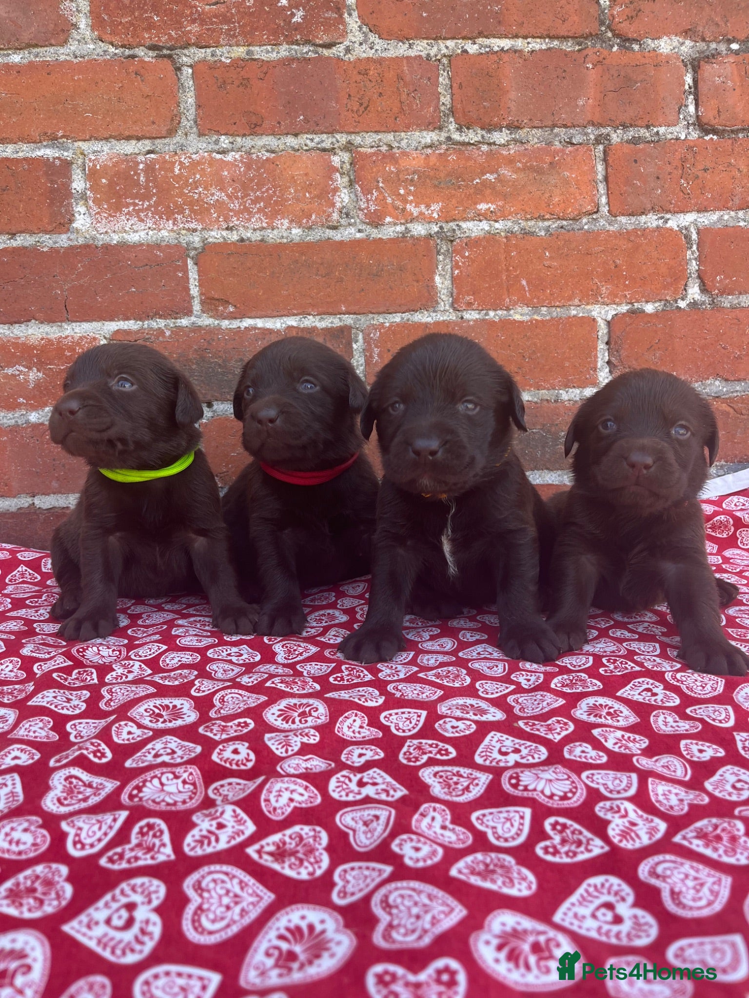 Labrador Retriever dogs Chocolate Labs Extenively health Tested  - Advert 1