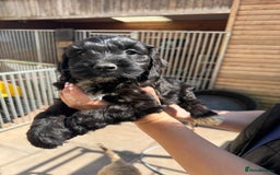 Sproodle dogs for sale: F1 Sproodles for Sale - Image 28