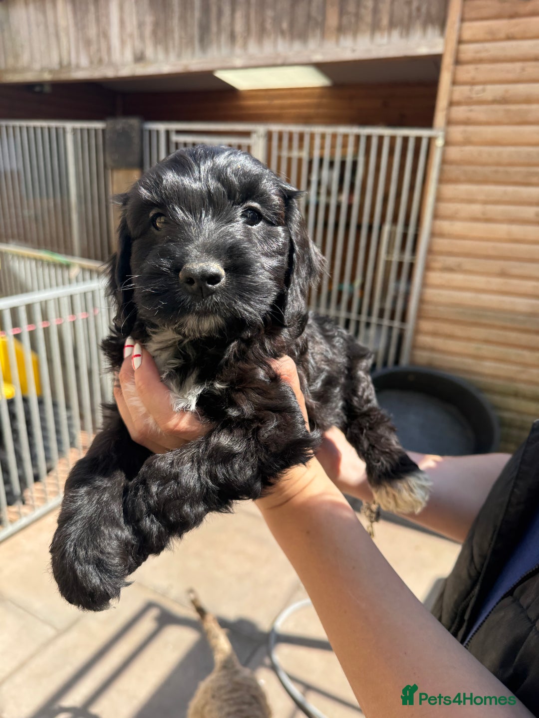 Sproodle dogs for sale: F1 Sproodles for Sale - Image 28