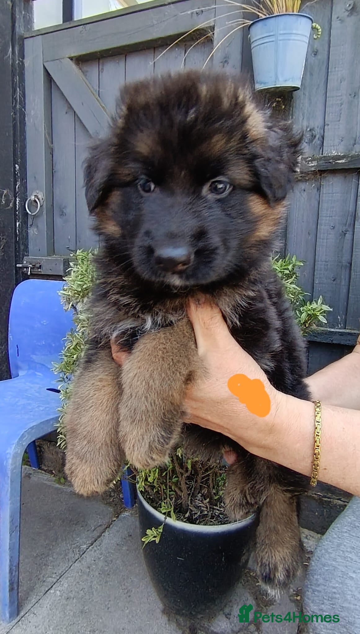 German Shepherd dogs PUPPIES FOR SALE - Advert 6