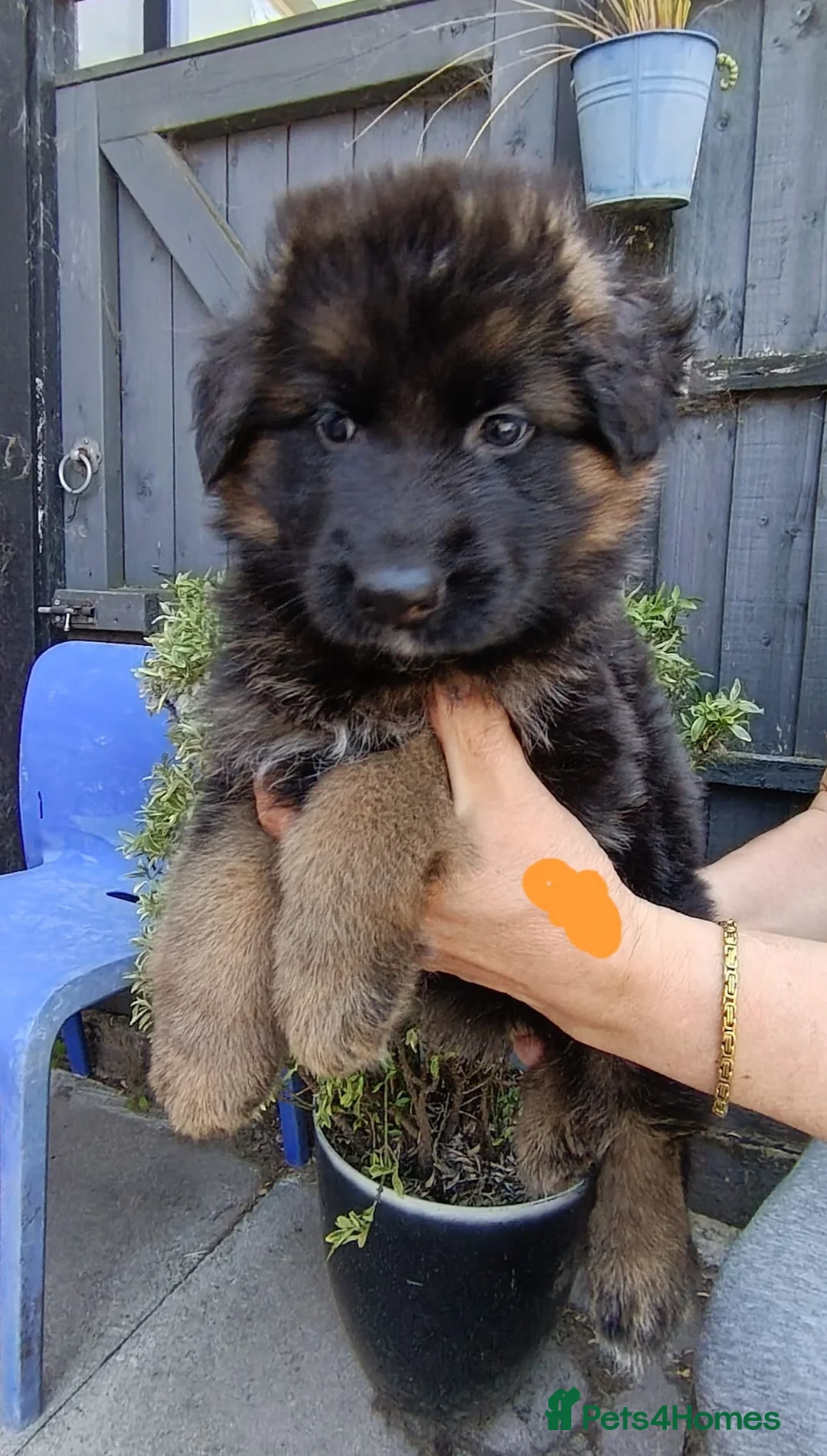 German Shepherd dogs for sale: PUPPIES FOR SALE - Advert 1