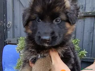 German Shepherd dogs PUPPIES FOR SALE - Advert 6