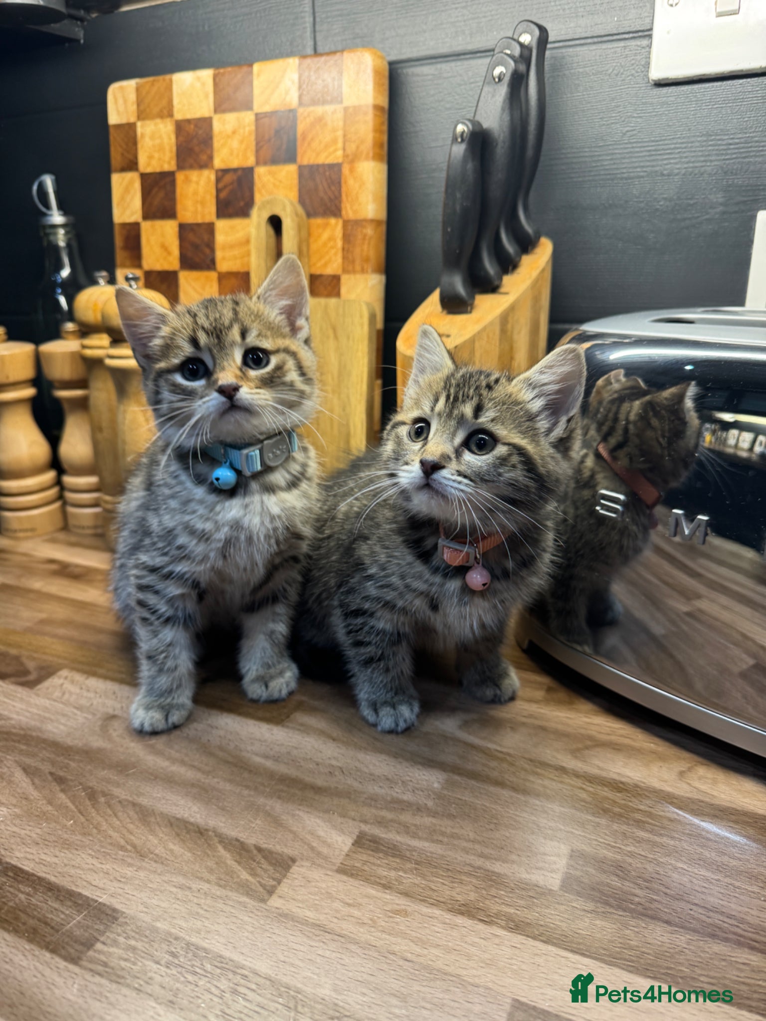 Mixed Breed cats Kittens needing to be rehomed  - Advert 3