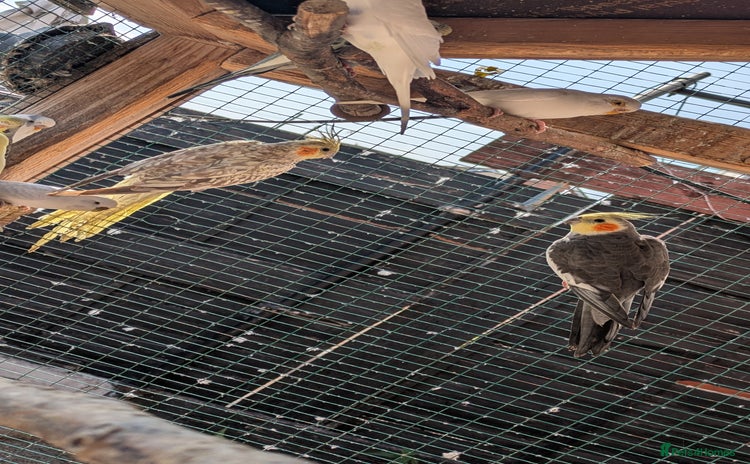 Cockatiels birds - Advert 2