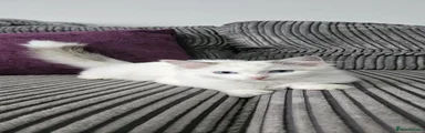 Ragdoll 3