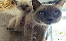 Ragdoll cats for sale: Ragdoll Kittens Ready Now. Mink - Image 7