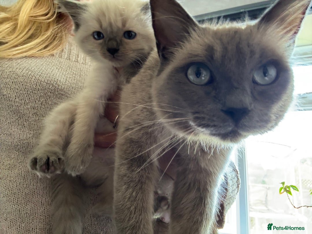Ragdoll cats for sale: Ragdoll Kittens Ready Now. Mink - Image 7