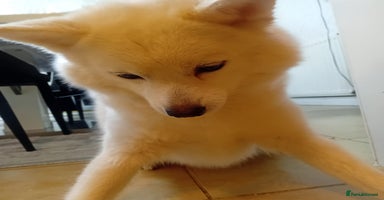 Pomsky dogs - Advert 2