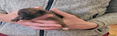 Whippet Puppy 2