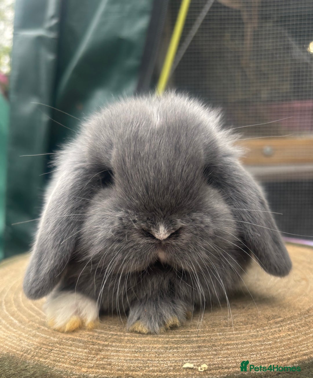Mini Lop rabbits for sale: Pure bred PEDIGREED mini lops  - Image 5