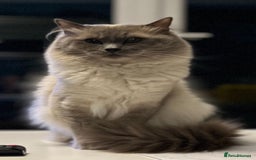 Ragdoll cats for stud: Beautiful Blue point ragdoll for stud  - Image 2