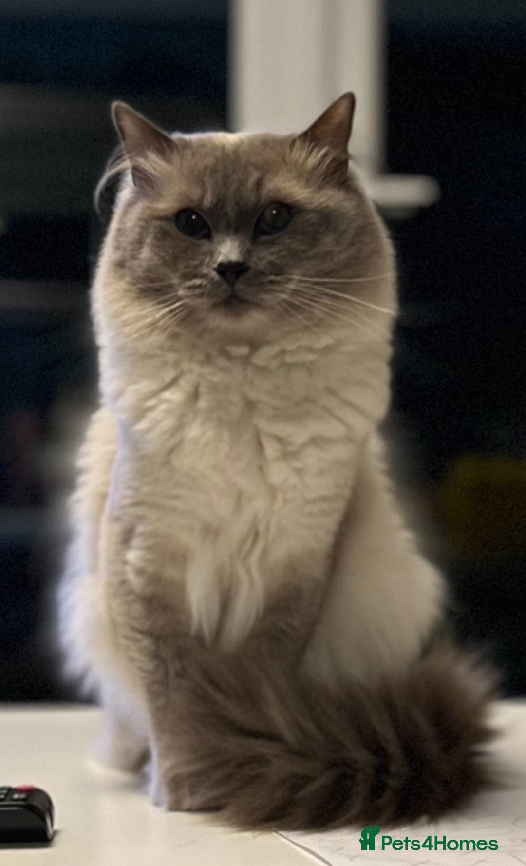 Ragdoll cats for stud: Beautiful Blue point ragdoll for stud  - Image 2