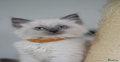 Ragdoll cats - Advert 3