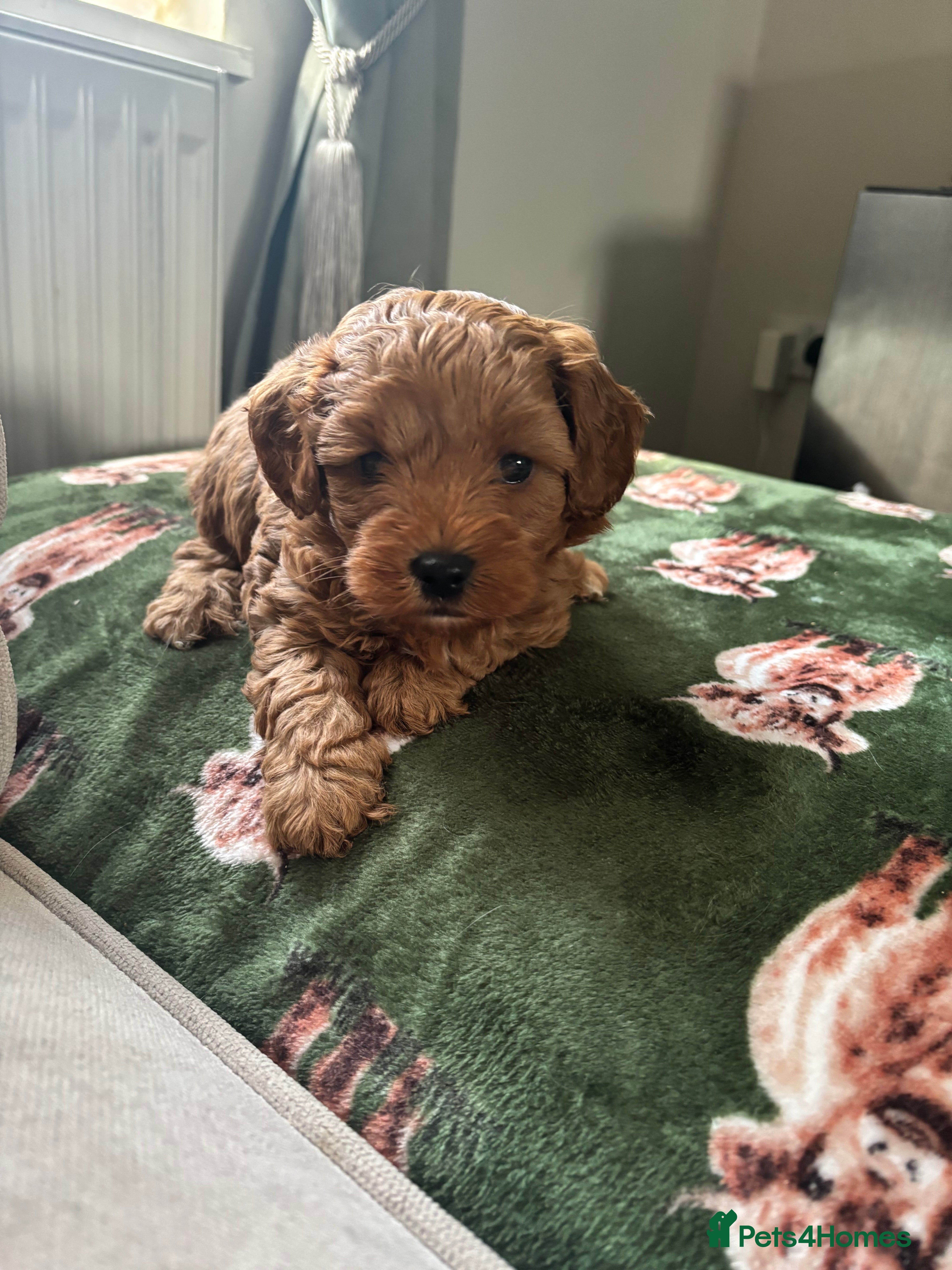 Cavapoo dogs Stunning cavapoo  - Advert 2