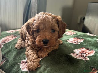 Cavapoo dogs Stunning cavapoo - Advert 2