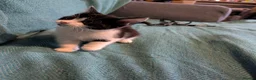 Mixed Breed cats for sale: 7 adorable kittens for sale £80-£100  - Advert 15