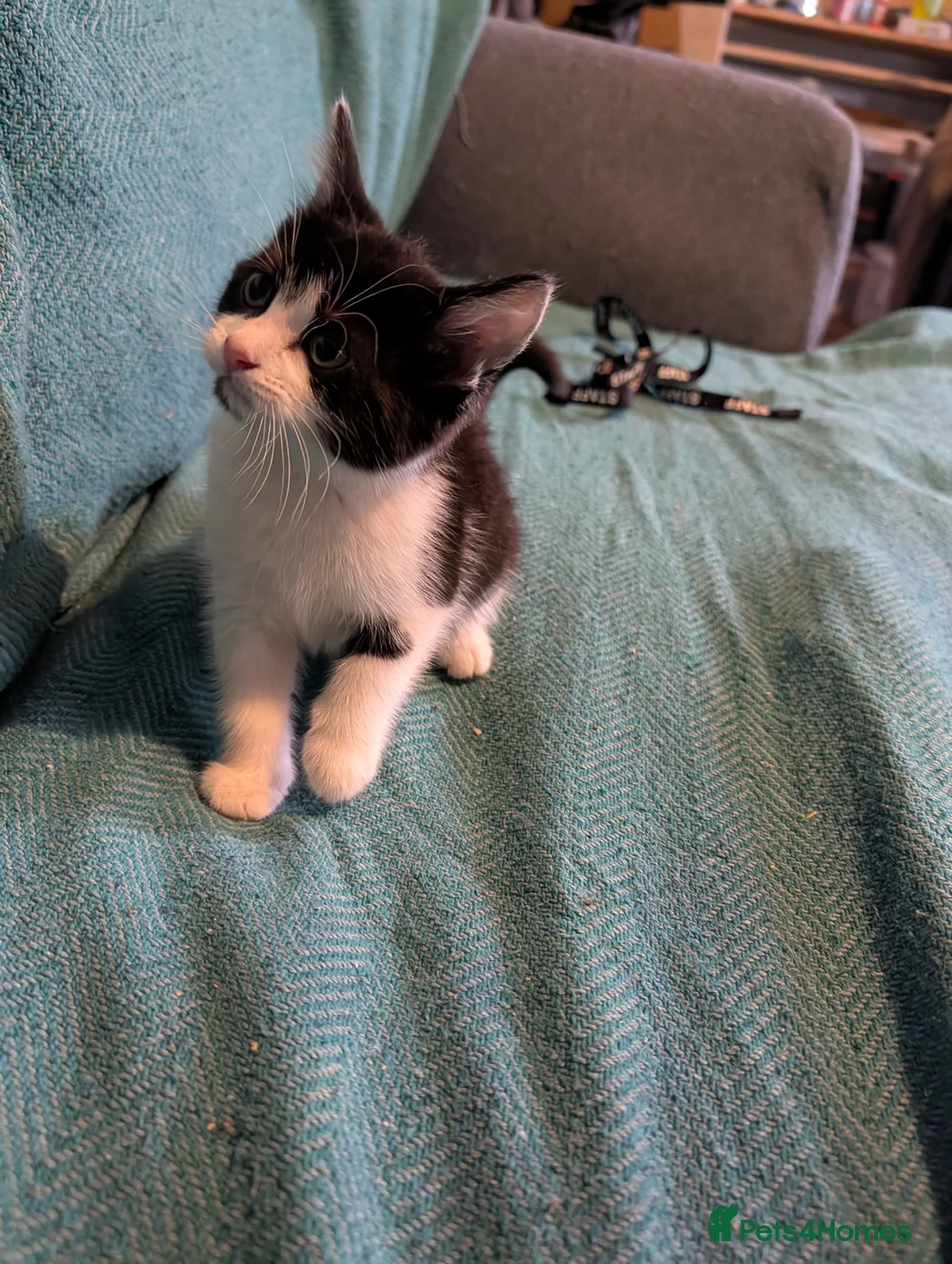 Mixed Breed cats for sale: 7 adorable kittens for sale £80-£100  - Advert 15