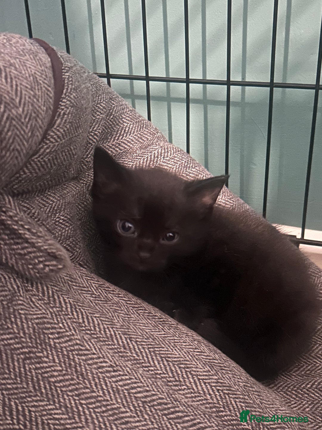 British Shorthair cats for sale: 4 kittens for sale: 3 girls 1 boy mixed coats  - Image 22