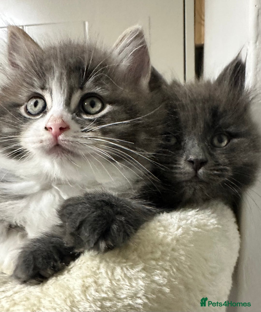Norwegian Forest Cat cats for sale: 7 Exceptionally beautiful Norwegian Forest kittens - Advert 27