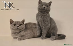 British Shorthair cats for sale: GORGEOUS GCCF REG TEDDYS 🐻🧸 READY TO LEAVE ❗️❗️ - Image 3