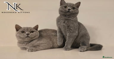 British Shorthair cats - Advert 5