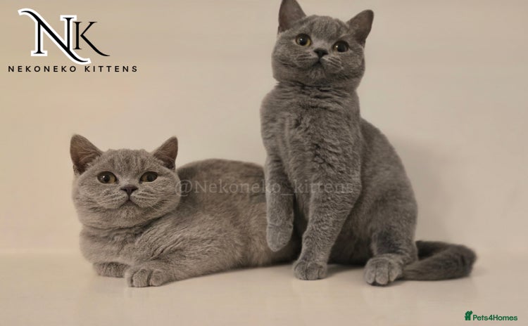 British Shorthair cats - Advert 1