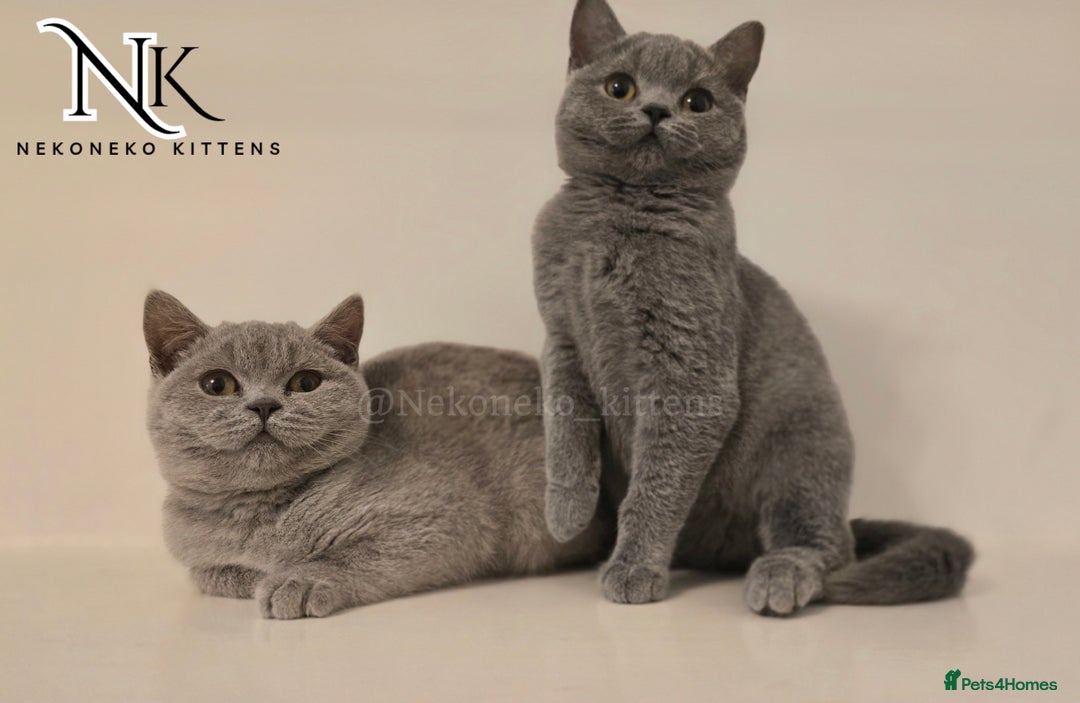 British Shorthair cats for sale: GORGEOUS GCCF REG TEDDYS 🐻🧸 READY TO LEAVE ❗️❗️ - Image 3