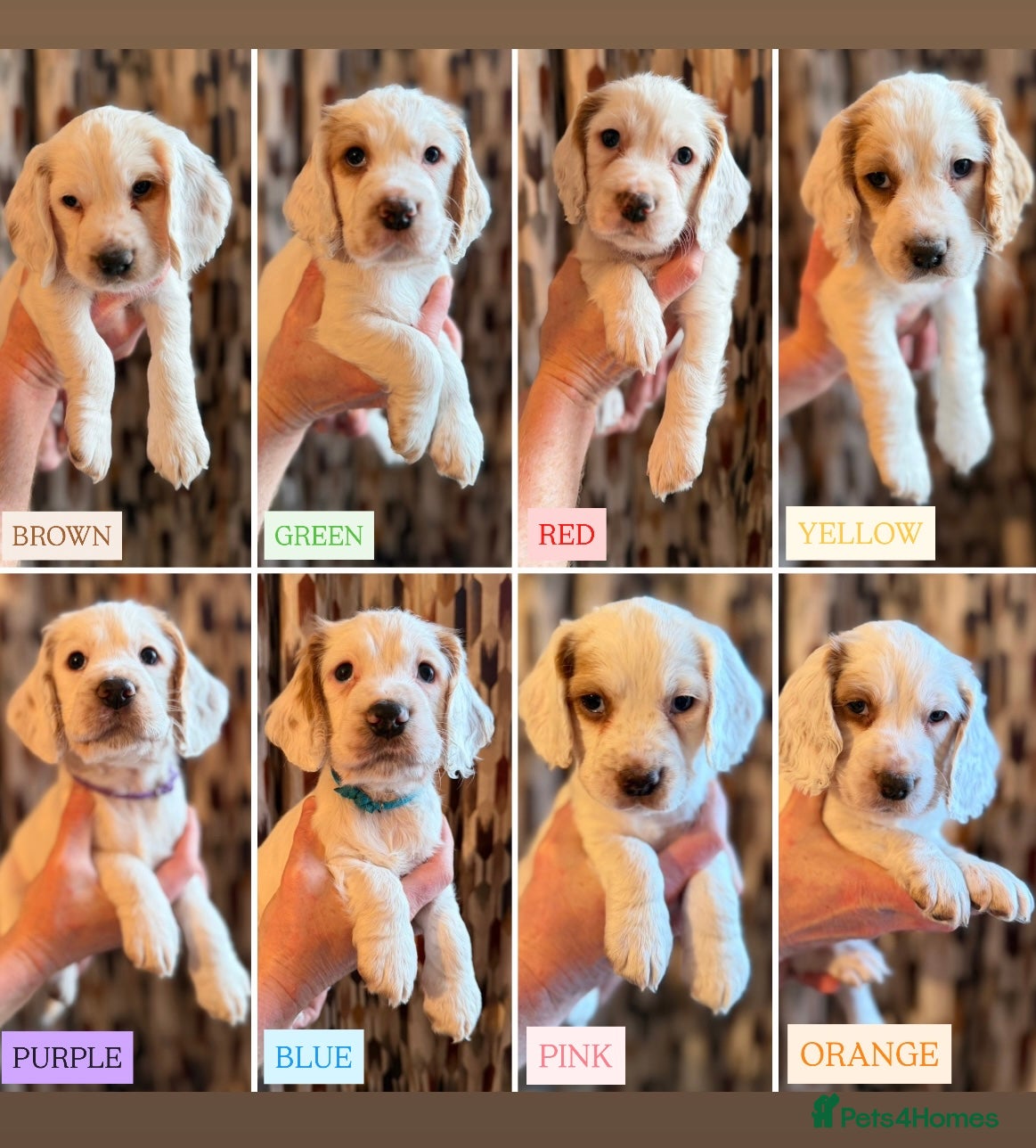 Cocker Spaniel dogs Cocker Spaniel Puppies - Advert 11