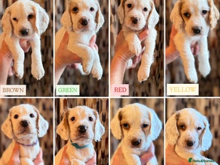 Cocker Spaniel dogs Cocker Spaniel Puppies - Advert 11