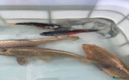 Koi Carp fish for sale: 6 koi carp variety’s of beautiful fish  - Image 3