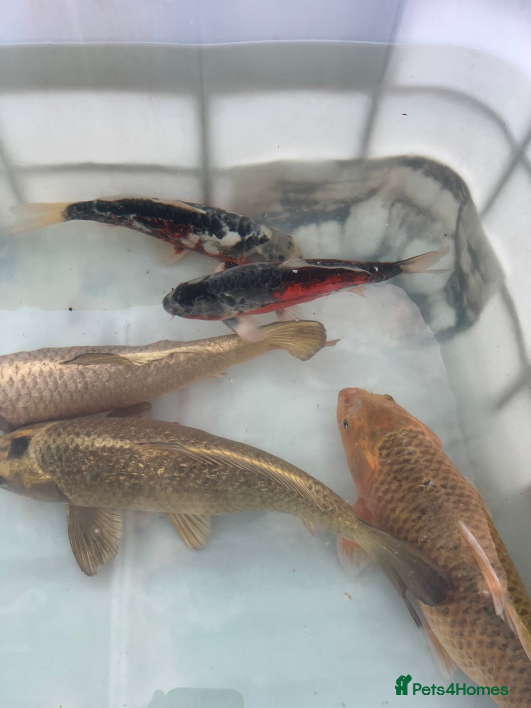 Koi Carp fish for sale: 6 koi carp variety’s of beautiful fish  - Image 3