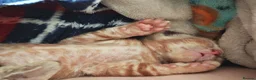 Mixed Breed cats for sale: Best Friends in Training! Bengal x sphynx  - Advert 13