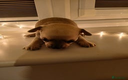 Chihuahua dogs for sale: Last little boy - Advert 2