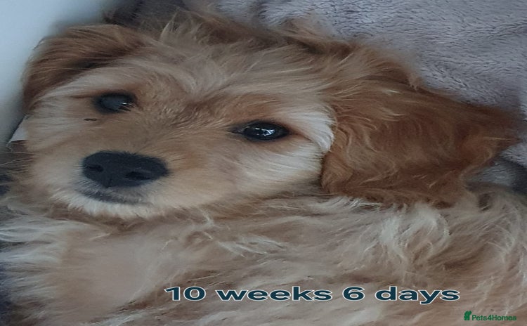 Cavapoochon dogs - Advert 2