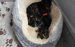 Chihuahua dogs for sale: Chihuahua Puppies - Image 14