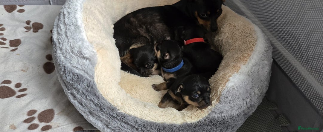Chihuahua dogs for sale: Chihuahua Puppies - Image 14
