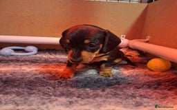 Miniature Dachshund dogs for sale: 5 gorgeous miniature dachshund puppies for sale  - Image 34