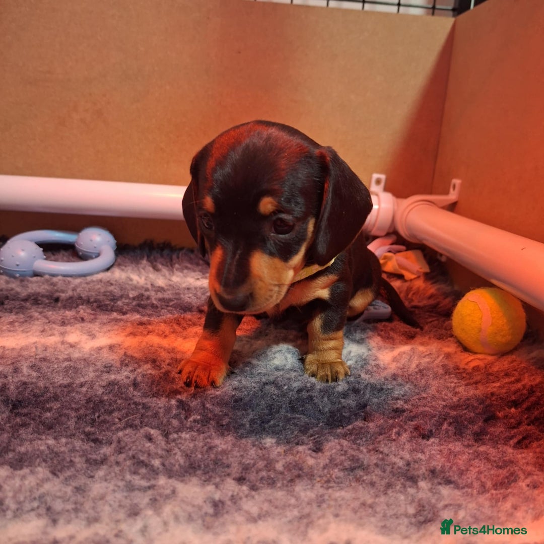Miniature Dachshund dogs for sale: 5 gorgeous miniature dachshund puppies for sale  - Image 34