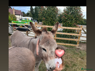 Donkey livestock 2 female donkeys for sale - Advert 1