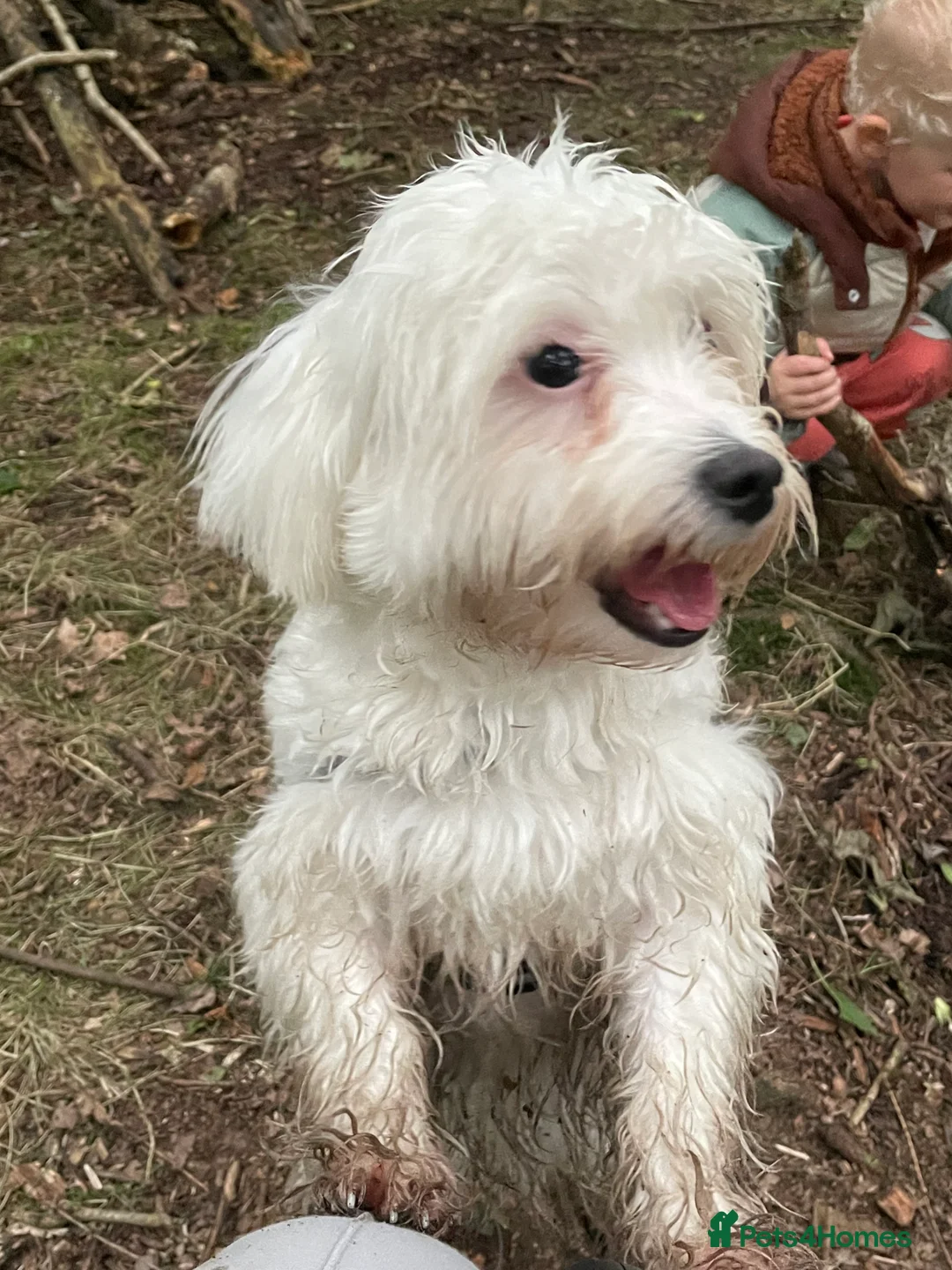 Mixed Breed dogs for sale: Loving dog Winter looking for her forever home - Advert 7