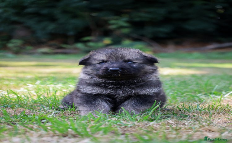 German Shepherd dogs - Advert 2