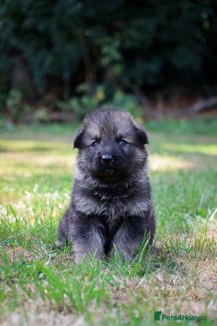 German Shepherd dogs - Advert 7